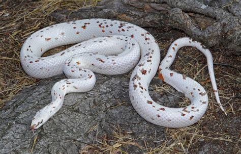 Corn Snake Morphs Chart