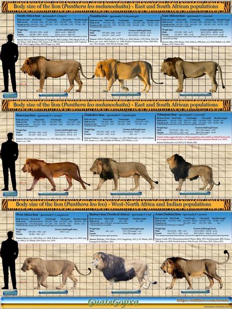 Lion Subspecies List