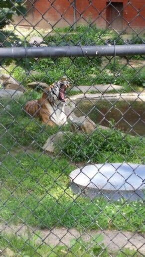 Beardsley zoo | Animals, Dogs, Zoo