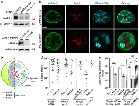 Jam A Regulates Spindle Orientation In Mdck Cells A Efficiencies Of