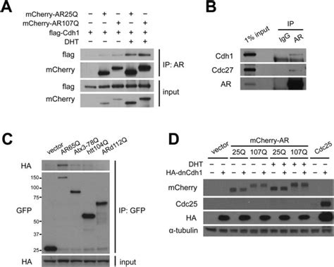 Ar Interacts With Apc Ccdh1 And Is Not Targeted For Proteasomal Download High Quality