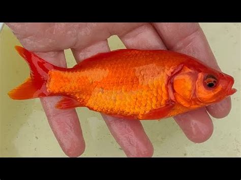 Quanti anni ha il tuo pesce rosso Come determinare l età di pesci