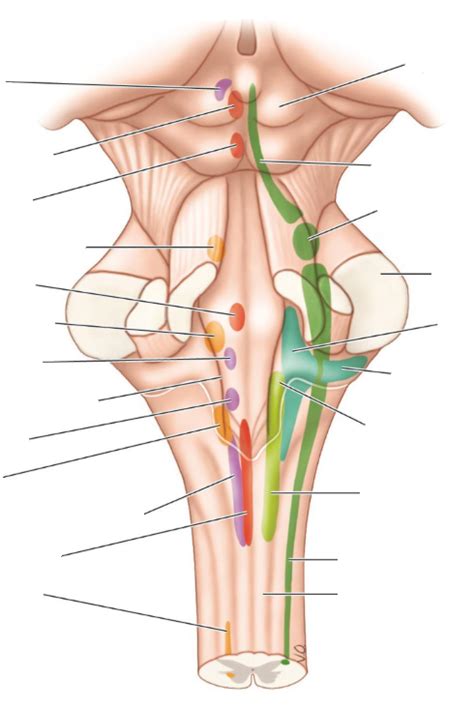 Brainstem Nuclei Diagram Quizlet