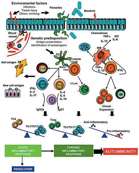 The Time Course Of The Inflammatory Response Once The Immune System Is Download Scientific