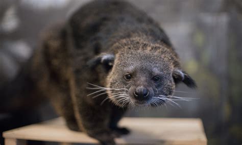 Binturong - The Living Planet Aquarium