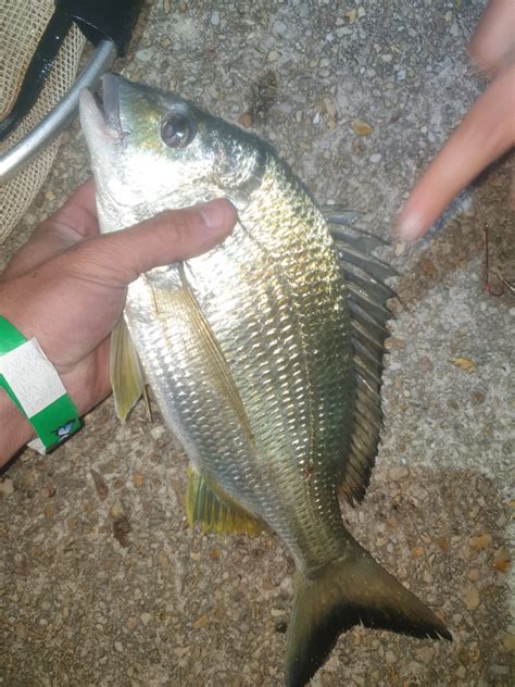 Yellowfin Bream From White Albatross Holiday Park Wellington Dr