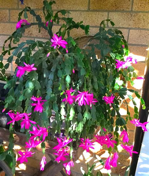 Zygo Christmas Cactus Care 2024 David Jones Christmas Returns 2024