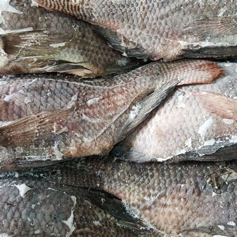 Buy Frozen Tilapia Wholes Online From Exporters Sellers And Suppliers