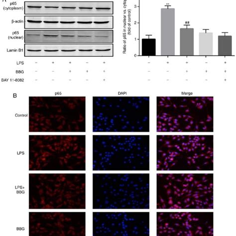 Effect Of Bbg On The Lps Induced Activation Of Nf B In Bv Cells A