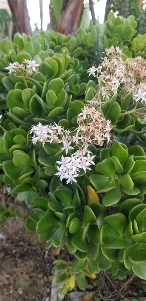 Planta De Jade Crassula Ovata