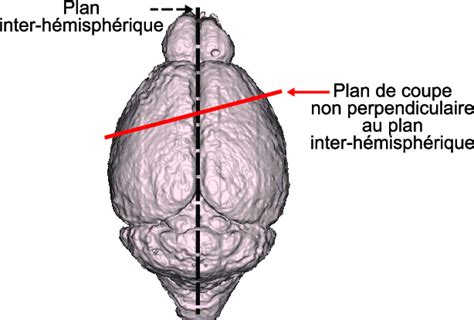 17 Rendu Surfacique D Un Cerveau De Souris Avec Son Plan Download Scientific Diagram