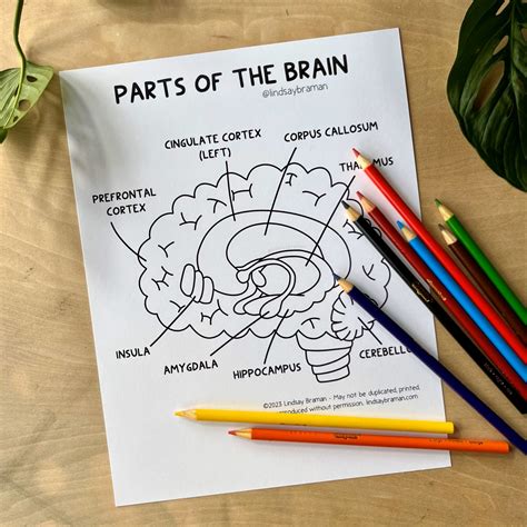 Brain Anatomy Activity Sheet Pdf Worksheets Library