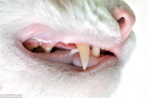 57 Best Photos Cat Bite Wounds / Cat & dog bite wounds | Vet Hospital ...