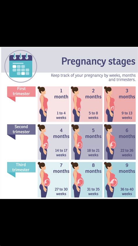 Pregnant belly stages – Artofit