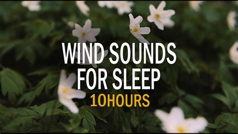 Spring Forest Relaxing Wind Sounds For Sleeping Sounds For Deep Sleep