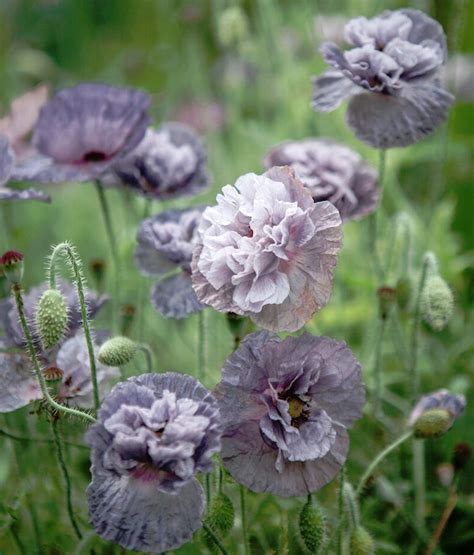 Amazing Grey Poppy Papaver Rhoeas Seeds