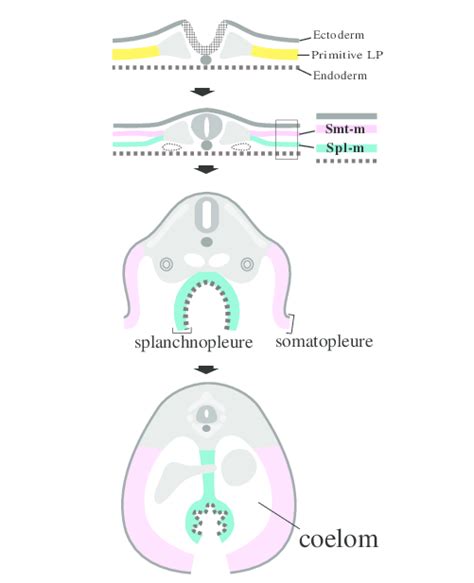 😀 Coelom. What is a Coelom? (with pictures). 2019-01-07