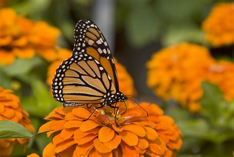 Endangered and Extinct Animals: List of Endangered Butterflies