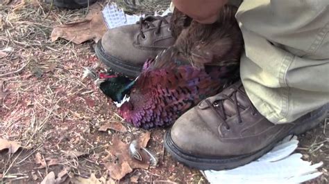 How To Field Dress A Pheasant In 10 Seconds Hunting Skills Youtube