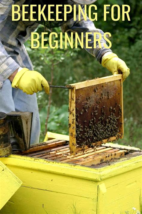 Beekeeping For Beginners - Everything You Need To Know To Start Raising ...