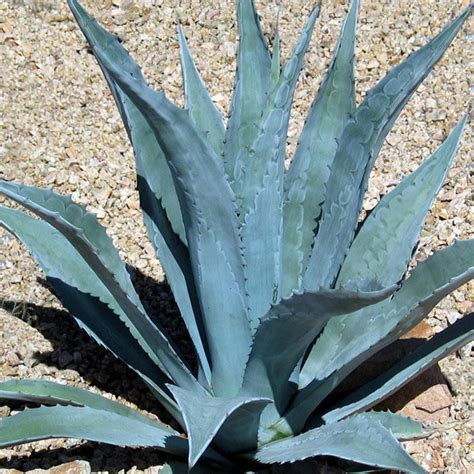 Blue Agave Agave Tequilana Agave Azul Live Plant Agave - Etsy