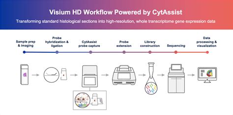 Visium HD Spatial Gene Expression 10x Genomics