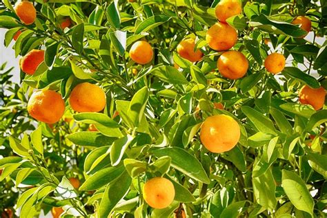 Aprenda A Fazer Um Adubo Poderoso Para Suas Rvores Produzirem Frutos