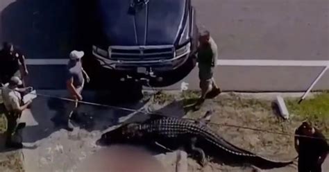 Sheriffs Office Identifies Human Remains Found In Alligators Mouth As