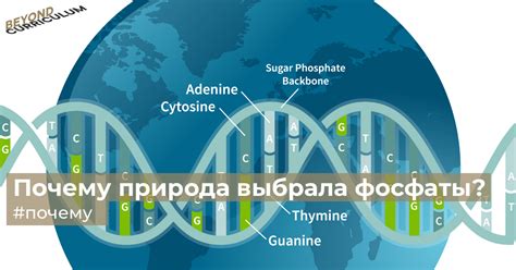 Почему природа выбрала именно фосфаты?