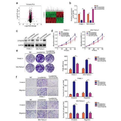 Linc Promotes The Proliferation Invasion And Metastasis Of Pc