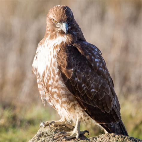 Red-tailed Hawk – California Ricelands Waterbird Foundation