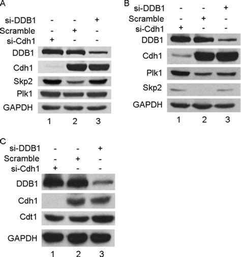 Damaged Dna Binding Protein Ddb Interacts With Cdh And Modulates