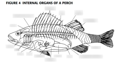 perch anatomy internal diagram quizlet