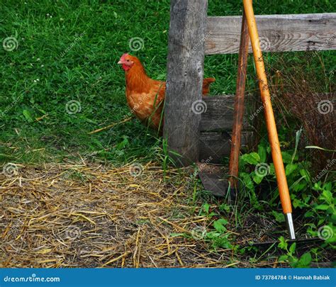 Rooster Stock Photo Image Of Fence Gardening Chicken 73784784