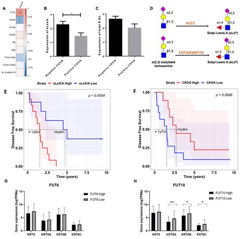 Slex A E Sl And Ck Expression In Tnbc Tissues Are Inversely