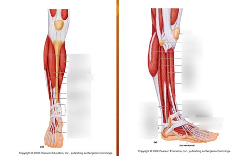 Muscles Of Lower Leg Diagram Quizlet