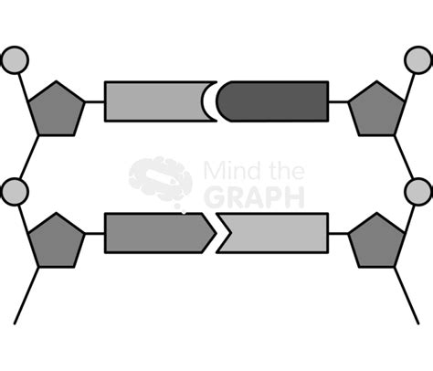 Dna simple nucleotide nucleobase