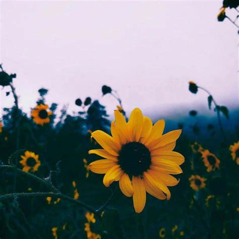 Download Cute Sunflower Tiktok Profile Picture | Wallpapers.com