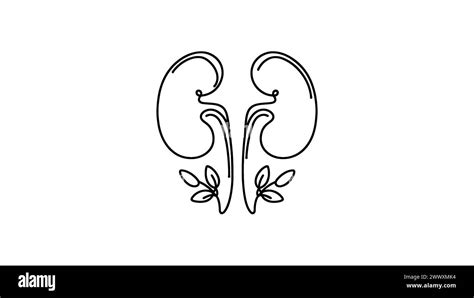 Human Kidneys With Ureters One Line Art Continuous Line Drawing Of