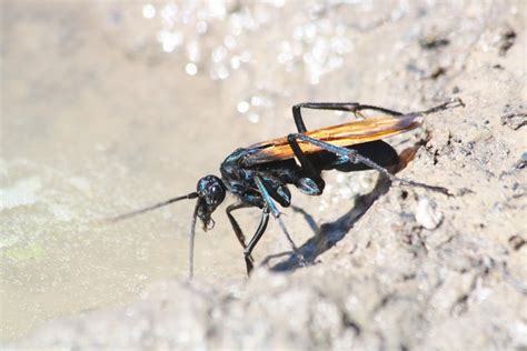 Tarantula Hawk Wasp Project Noah