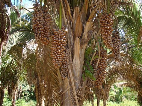 Farinha do babaçu dá origem a hambúrguer proteico