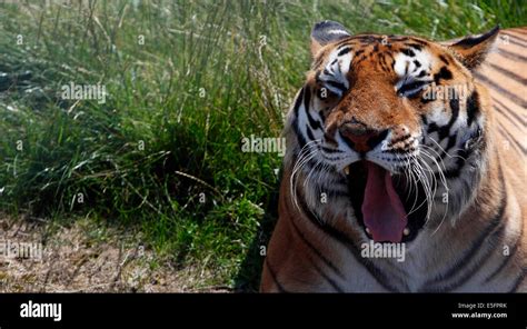 Bengal Tiger Stock Photo Alamy