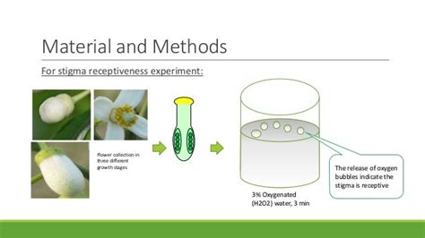 In Vitro Pollen Germination In Citrus