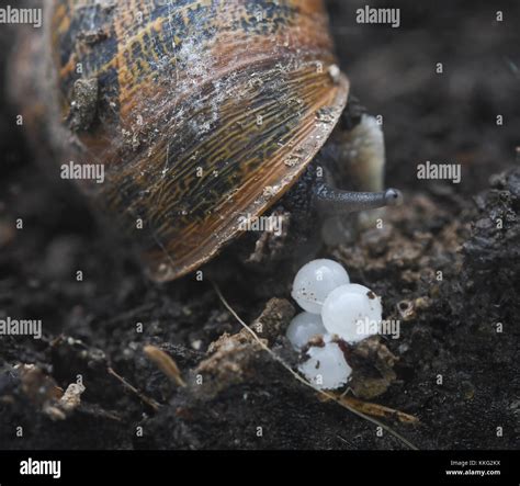 Snail laying eggs on land Stock Photo - Alamy