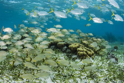 Fish are thriving near marine protected areas—and so are coastal