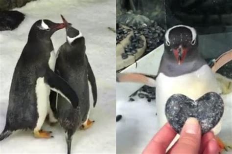 A Gay Penguin Couple In Australia Are Fostering An Egg And It Is The Cutest Thing Ever