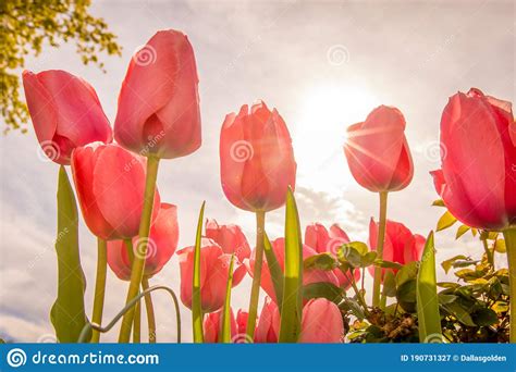 Low Angle Of Red Tulips With Sun Burst In The Sky Stock Image Image