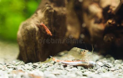 Amano Shrimps Eating Dead Neon Stock Image Image Of Body Fish 210783705