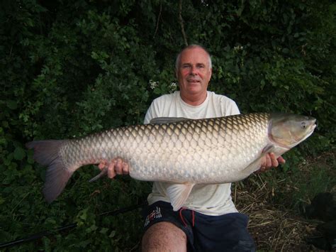 Grass Carp Caught In France In 2009 42lb Grassie Biggest G Flickr