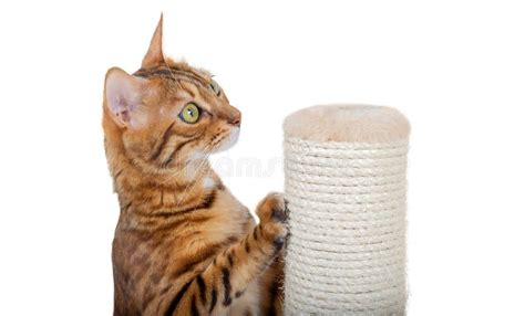 Um Gato Bengal Afia Suas Garras Num Poste Usando Uma Corda De Juta Foto